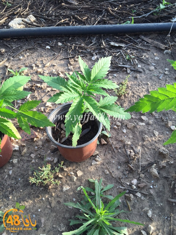 marikhwana taso yaffa (3).JPG